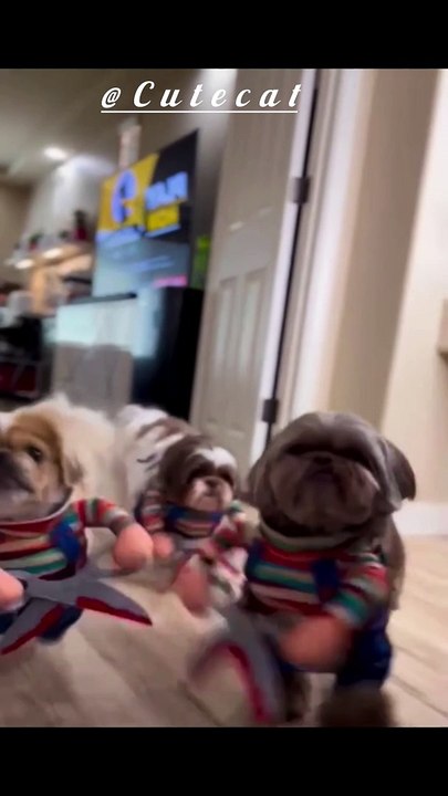 Funny dogs