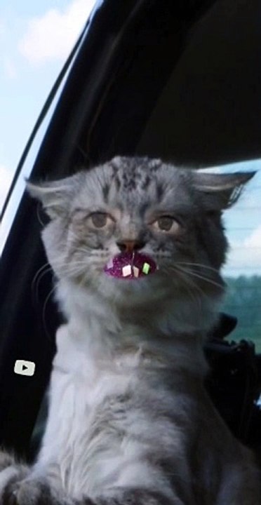 khawab me gurba (billi, cat) dekhne ki tabeer tabeer