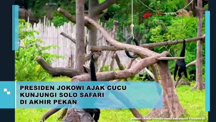 Akhir Pekan, Presiden Jokowi Ajak Cucu Kunjungi Solo Safari