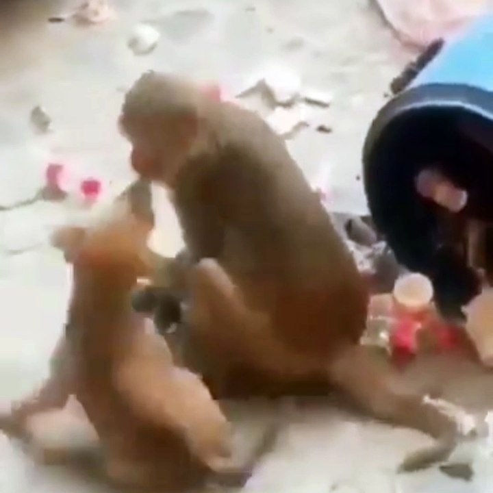 Animals funny comedy video