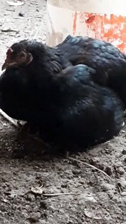 ayam