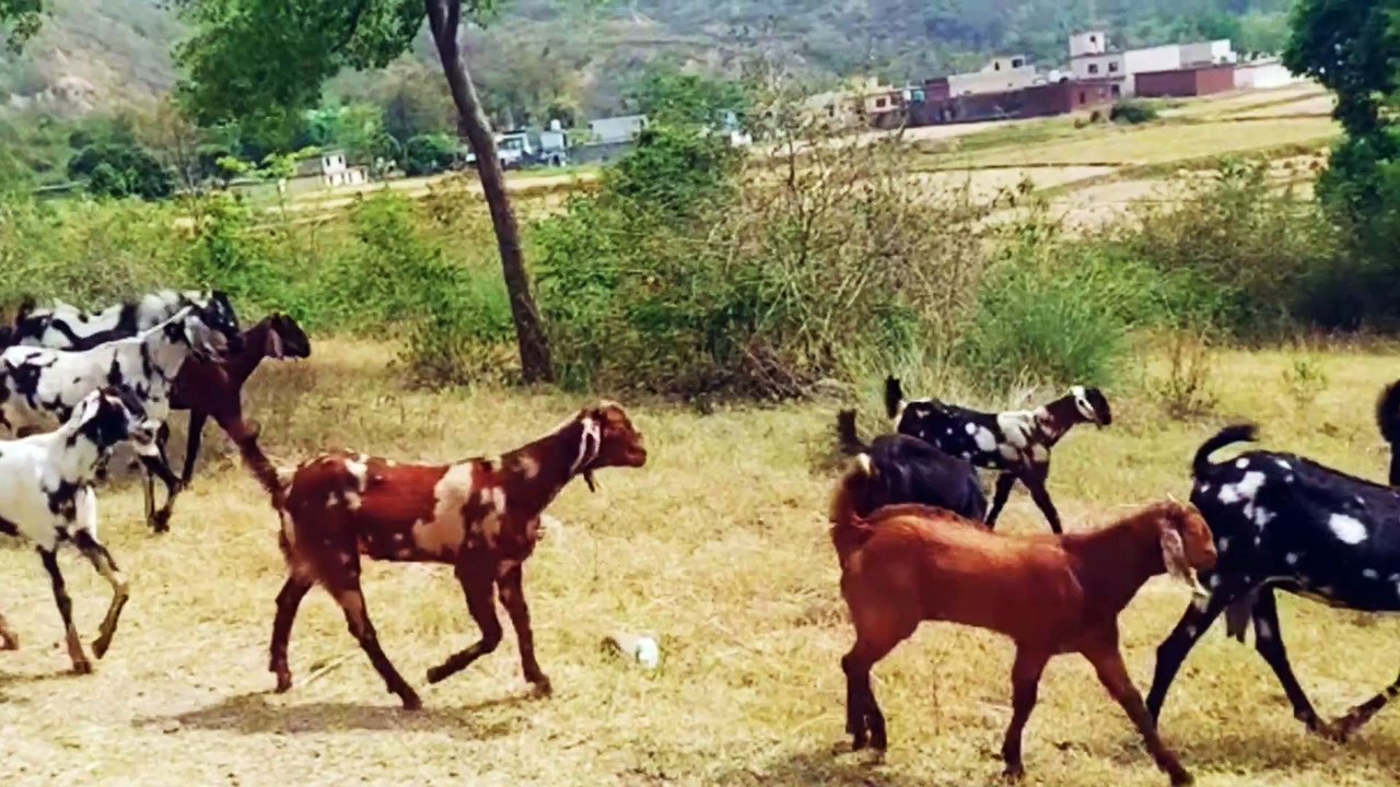 Old song duniya bnane vale kya tere man me samai | #goat | #bakri | bakriyan | pets