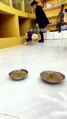 Two dogs fight eating time 