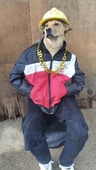 Wao amazing style Dogs 