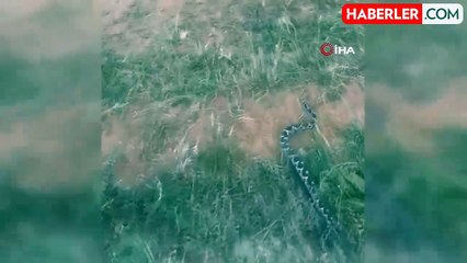 Çankırı'da Osmanlı engereği görüntülendi