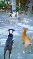 dog mirror prank shorts