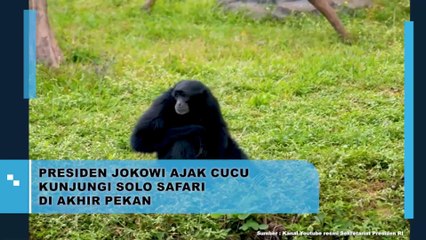 Presiden Jokowi Ajak Cucu Kunjungi Solo Safari Di Akhir Pekan