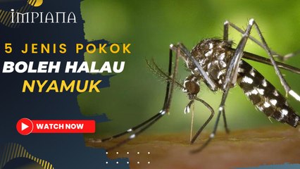 6 jenis Pokok Boleh Halau Nyamuk