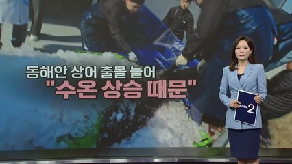 동해안 상어 출몰 이유는? [앵커리포트] / YTN