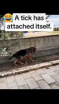 A tick Has Attached Itself - #funny #funnyfails #funnyvideo #humor #humour #fails