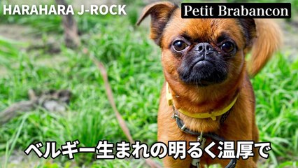 [伸びて]2024年注目ヴィジュアル系メタルバンド5選【DEXCORE/キズ/Petit Brabancon/NAZARE/JILUKA】