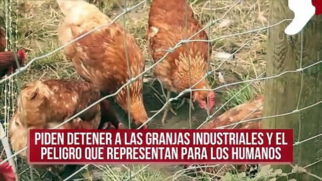 Piden detener a las granjas industriales y el peligro que representan para los humanos
