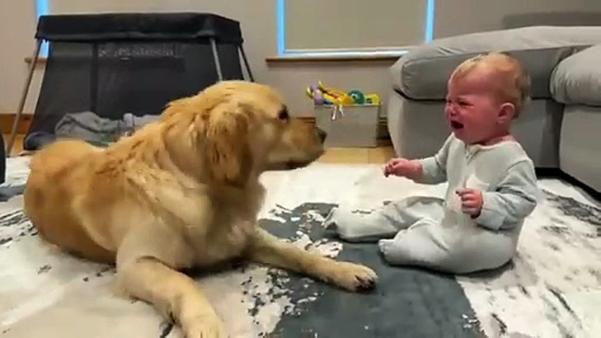⁣Animals and pets