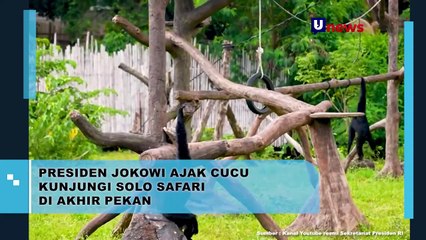 Presiden Jokowi ajak cucu Kunjungi Solo Safari Di Akhir Pekan