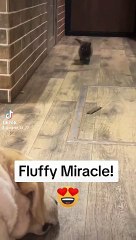 FLUTTY MIRACLE  - #humor #humour #funny #funnyfails #fails