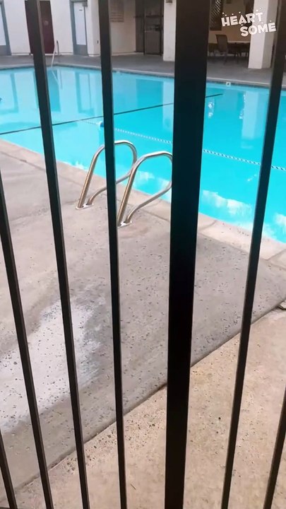 Pool Pup! Golden Retriever's Hilarious Dive Frenzy Will Melt Your Heart