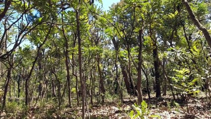 Hewett's Shelter on the Bibbulmun Track