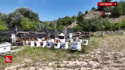 Yurtdışını ardında bırakıp Eskişehir'in dağlarında bal üretmeye başladı