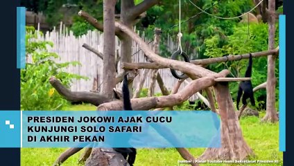 PRESIDEN JOKOWI AJAK CUCU KUNJUNGI SOLO SAFARI DI AKHIR PEKAN
