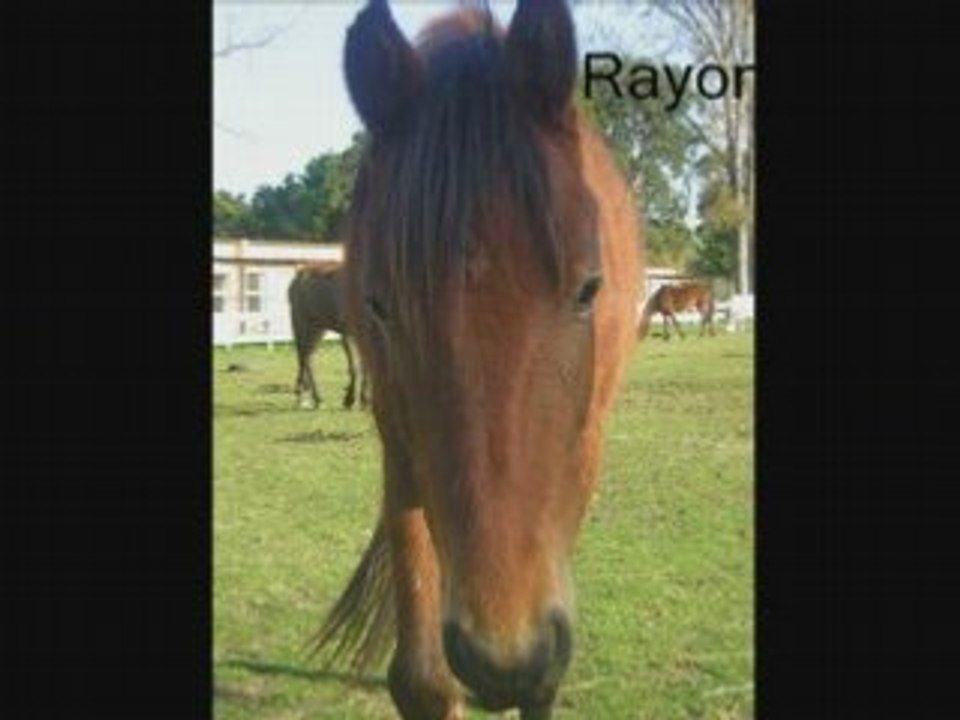 Photorecit (chevaux de club et chevaux de course)