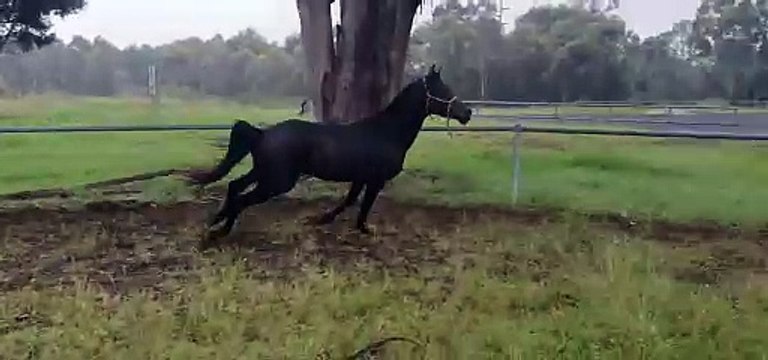 Black Arabian Stallions Special Video For Horse Lovers