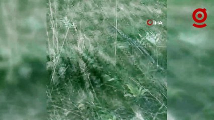 Çankırı’da zehirli Osmanlı engereği görüntülendi