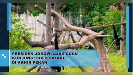 Penuh Kehangatan, Jokowi Ajak Cucu Tercinta Kunjungi Solo Safari
