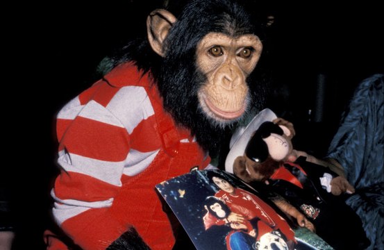 Chimpanzé de estimação de Michael Jackson, Bubbles, vive com conforto em santuário