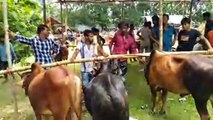 লাইভ কাউখালি গরুর বাজার।। ২০২৪ইং