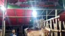 আজকের বাজার দর is live from হাটহাজারী গরুর বাজার।।