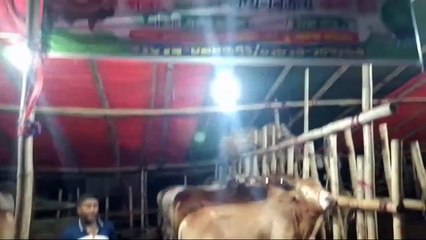 আজকের বাজার দর is live from হাটহাজারী গরুর বাজার।।