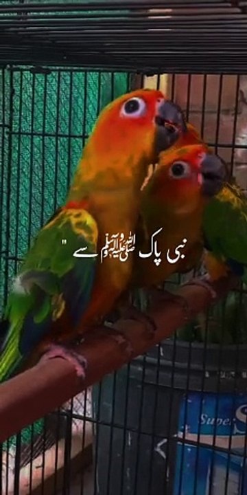 Birds