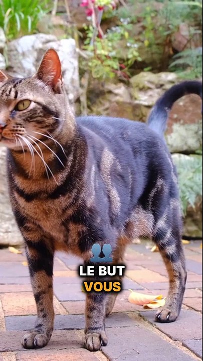 Algorithme de réseau social