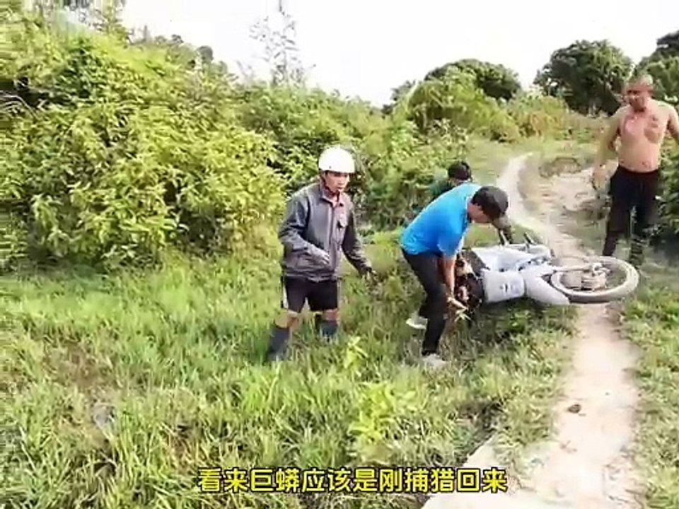Anaconda found