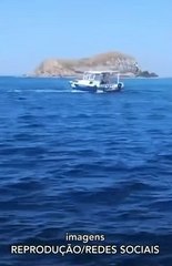 Baleia jubarte faz ‘reboque’ de embarcação após susto com acidente