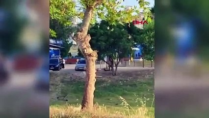 Sürüden ayrılan koyunu tekmeledi, yerden yere vurdu! Suçu hayvanın üzerine attı