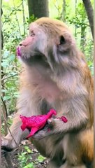 King Monkey enjoying