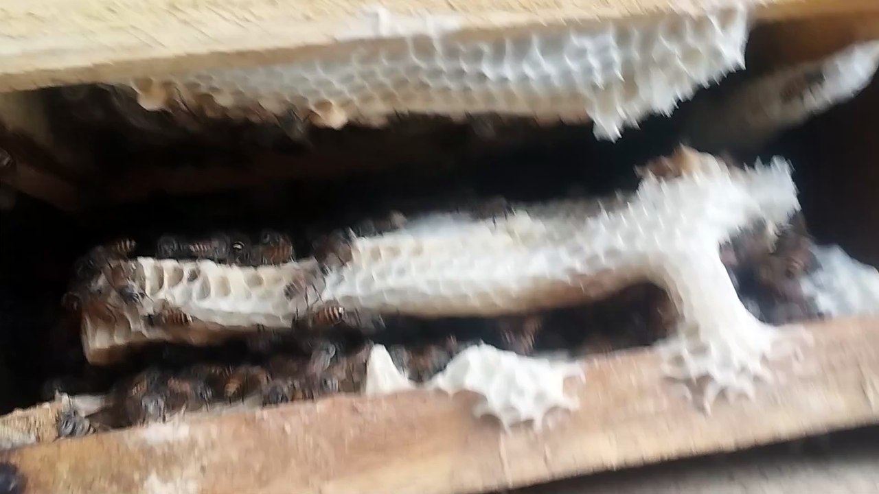 Bee farming