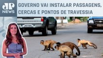 São Paulo busca reduzir acidentes com animais em rodovias; Patrícia Costa comenta