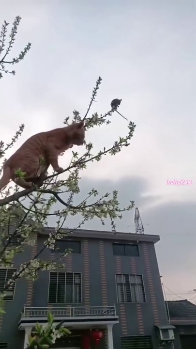 cat and mouse,cat and mouse funny video,funny cat and mouse video,cat,funny videos,funny cat and mouse,funny animal videos,mouse,funny,cat videos,cat and mouse funny videos,mouse and cat funny moment,funny video,funny cat and mouse 2023,cat and mouse funn