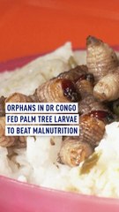 Orphans in DR Congo fed palm tree larvae to beat malnutrition
