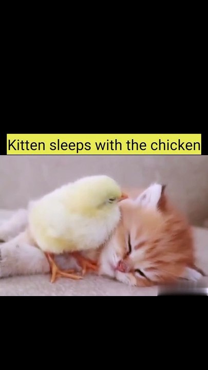 Kitten sleeps sweetly with the chicken