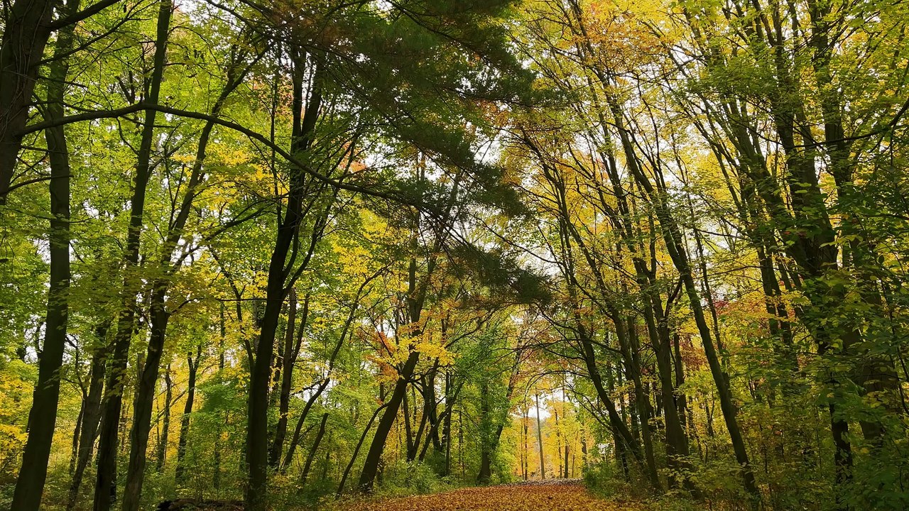 "Discover Your Inner Calm: A Guided Meditation Journey"