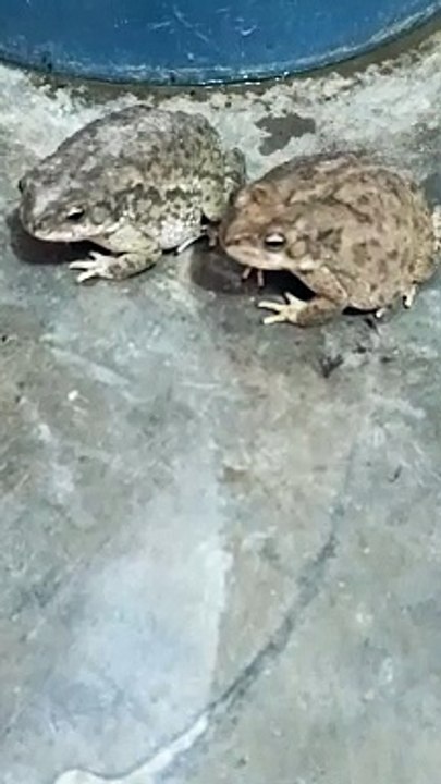 Mandak masti men