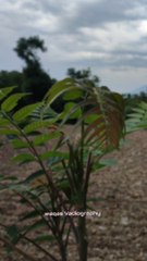 By 10k follwers/uk tiktok in pakistan