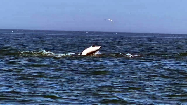 Incredible footage shows dolphins off Yorkshire coast