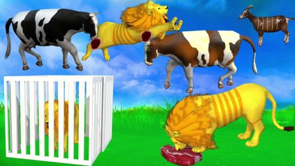 Two Cow fight with Hungry lion | Animals Story for kids