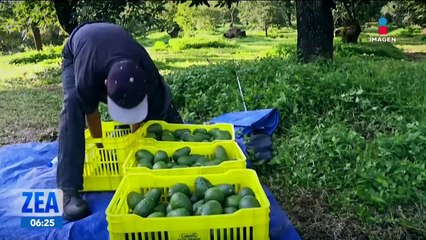 ¿Por qué el aguacate es llamado el oro verde mexicano?