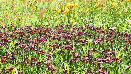 Kwitnące liliowce w Ogrodzie Botanicznym w Łodzi