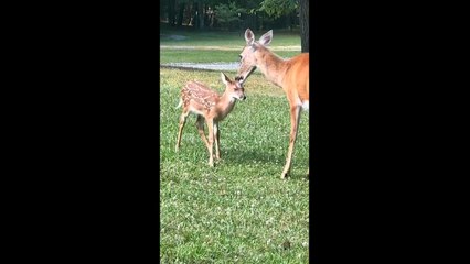 Adorable Deer Brings her Twin Babies to Neighborhood